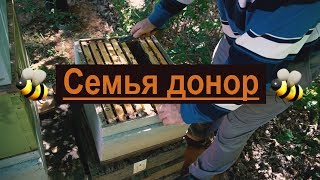 Пасека 31 Семья дающая золотые яйца  Моя пасека  Семья донор Пчеловодство [upl. by Beilul]