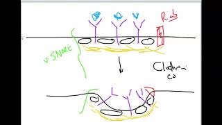 ClathrinCoated Vesicle Formation Docking and Fusion [upl. by Birk]