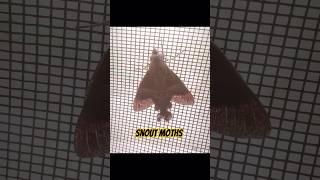 Snout mothsmoth butterfly nature insect insects moths art macro [upl. by Anairol]