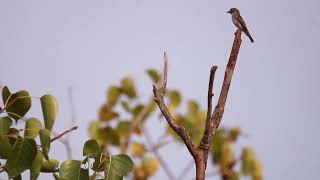 Dark sided Flycatcher [upl. by Jessika65]