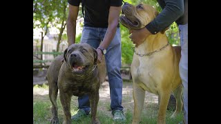 WHY WE CHOSE BOERBOEL OVER ROTTWEILERS AND OTHER BREEDS GIANT SCHNAUZERS DOG TV KENYA EPISODE 46 [upl. by Maxima641]