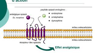 Pharmacologie des médicaments antalgiquesCours commenté [upl. by Nnaynaffit890]