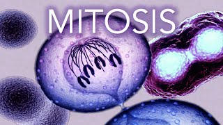 MITOSIS  MADE SUPER EASY  ANIMATION [upl. by Gnel]