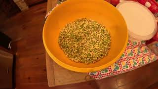 Failed Attempt at Pea Shelling Goes Hilariously Wrong diyproject peasheller homestead [upl. by Edna589]