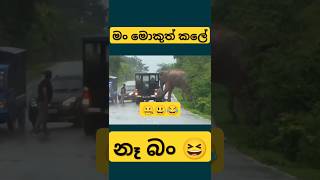 මීට අසරණ අලියා 😃😂 funny slmemereview elephant wildelephants viral shorts trending sinhala [upl. by Akcinahs]