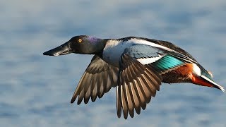 Colorful Shoveler [upl. by Eisus950]