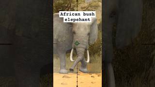 Shooting game  catching African bush elephant herasChannel [upl. by Lange]