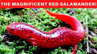 The Red Salamander and warning coloration Mullerian Mimicry [upl. by Aicerg]