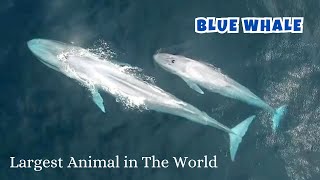 Amazing Facts About the Blue Whale  The Largest Animal in The World [upl. by Attem]