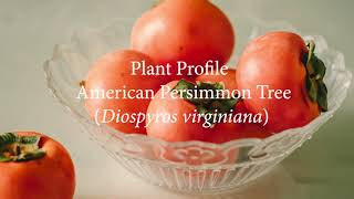 American Persimmon Plant Profile [upl. by Torie]