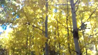 Quaking Aspen trees [upl. by Pownall]