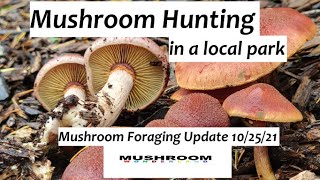 Mushroom Hunting in a local park Mushroom Update 102521 [upl. by Rialb984]