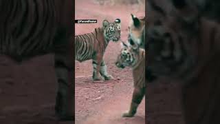 Collarwali Tigress supermom 🇮🇳 penchtigerreserve tiger love rip 🙏🏻 viral [upl. by Mitchel]