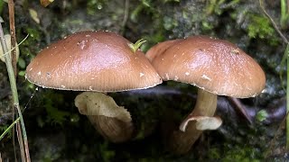 4K Galerina marginata Mushroom Identification [upl. by Suivatnod129]