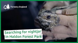 Searching for nightjar in Haldon Forest Park [upl. by Rafat107]