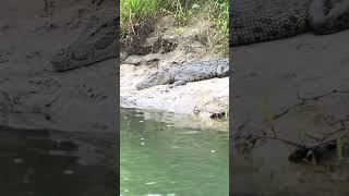 An exhilarating Crocodile Whisper Safari near the Daintree River🐊🐊crocodile daintreerainforest [upl. by Weiss]