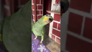 Hazle caso y síguela 🥹❤️💝 parrot loros birds pajaros cute pets periquito animals [upl. by Kristofer629]