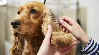 Cocker Spaniel Grooming  The Ultimate Dog Grooming [upl. by Oner865]