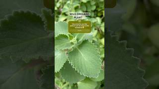 AMAZING BENEFITS of OREGANO amazing healthylifestyle wildplants [upl. by Eira989]