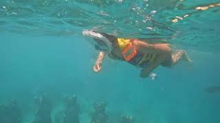 Snorkeling to statues in Gili Trawangan Bali bali snorkeling gilit [upl. by Anisah706]