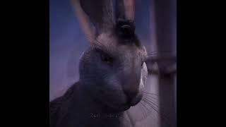 The most disturbing scene in Watership Down  rabbits being buried alive view at own risk [upl. by Robinet]