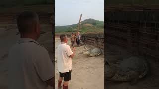 breeder trying to take out from pond crocodile crocodilefarm [upl. by Eiramesor]