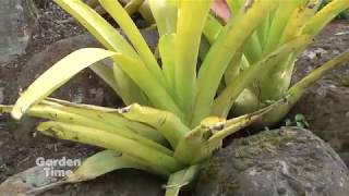 Burls Bromeliad Landscape [upl. by Licec281]