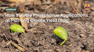 How Soluble Phosphorus Applications at Planting Create Yield Drag [upl. by Rahm]