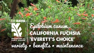 Epilobium canum California fuchsia Everetts Choice [upl. by Ib378]