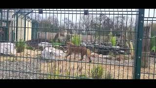 lions in Blackpool zoo [upl. by Droffilc]