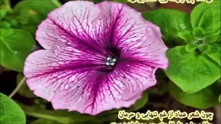 عماد خراسانی  امروز چه زیبا و دلارا شده بودی  Emad khorasani [upl. by Ellenahs]