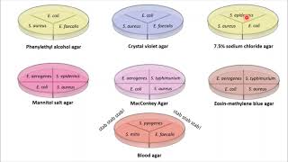 Lab 10  Selective and Differential Media [upl. by Annabela]
