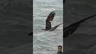 Falcon Heavy attacks falcon birdsounds birdslover falcon [upl. by Nnylatsirk817]