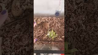 Clean my gerbils cage with me gerbil cleaning bedding Redecorating [upl. by Ribal]