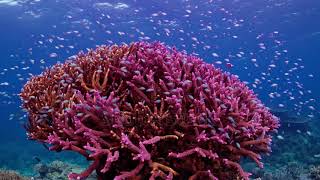 The top of a majestic deep purple Staghorn Coral formation [upl. by Petie]