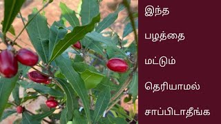 இந்த பழத்தை மட்டும் தெரியாமல் சாப்பிடாதீங்க  அதிசய பழம்  Miracle Fruit  Synsepalum Dulcificum [upl. by Carie326]