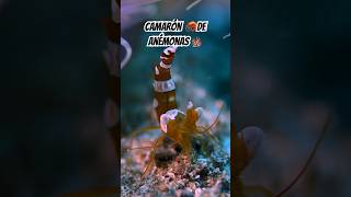 Camarón 🦐 de anémonas 🪸🌊 El Pequeño Guardián del Arrecife 🌊 curiosidades sabiasque [upl. by Ivek]