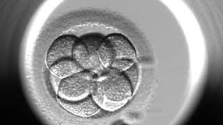 Embryoscope Video [upl. by Enrev360]