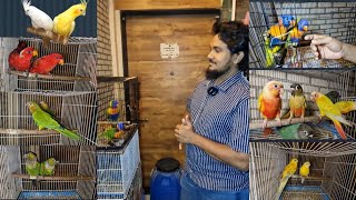 PROVEN BREEDING PAIR HOUSE OF pets9820897467 birdlovers parrot [upl. by Carlile]