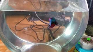 problems with long finned betta fish [upl. by Assyl]