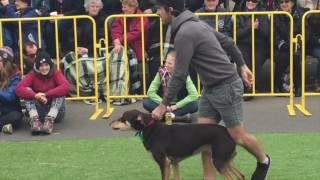 Casterton Kelpie Muster 2016 new high jump record [upl. by Brion199]