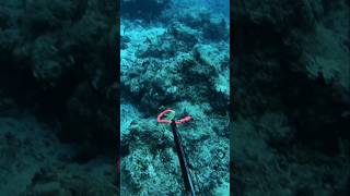 This is 5 steps of spearfishing easy [upl. by Laurel]