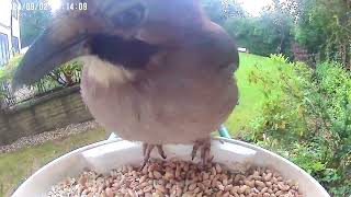 AWESOME EURASIAN JAY youtube birds fyp [upl. by Tirzah]