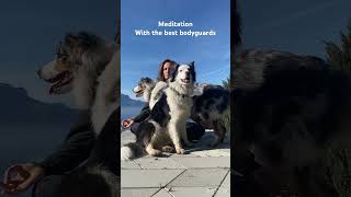 Méditation toute en sécurité 🐶🤍 meditation australianshepherd [upl. by Notsla]