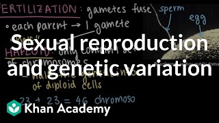 Sexual reproduction and genetic variation  Middle school biology  Khan Academy [upl. by Gustave414]