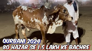 Cow Mandi Lahore ki update  Sahiwali cholisthani bachre I qurbani 2024l Shahpur kanjra Mandi [upl. by Artiek]