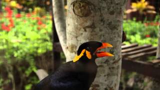 WOW TALKING MYNAH BIRD  Amazing speaking bird says quotIm Mr Speakerquot quotSawadikaquot quotHelloquot [upl. by Armelda304]