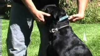 DogWatch®  How do I adjust the collar fit on my pet [upl. by Uni]