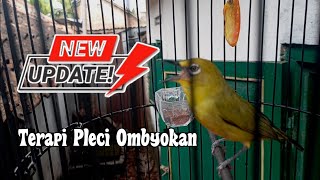 NEW UPDATE ‼️ Terapi Pleci Ngalas Manggil Musuh [upl. by Eisyak]