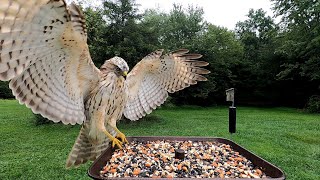 Hawk lands on our bird feeder to check things out including himself in the camera [upl. by Pedro]